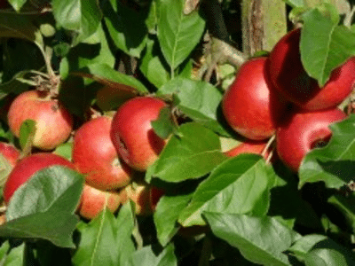 Bomen kopen kan tegenwoordig heel gemakkelijk online